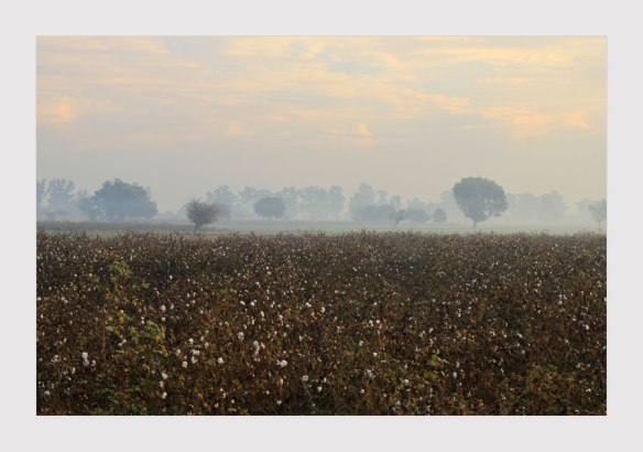 cotton fields half picked